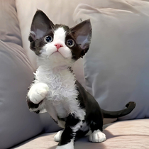 German curly kittens purebred blue and white non-shedding pet cats black and white tabby three-flower living cattery