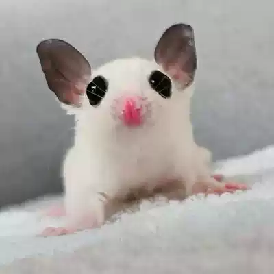 Australia will fly small pet honey goalfish vaccine live honey kangaroo baby baby honey Kangaroo live mother new customer Special