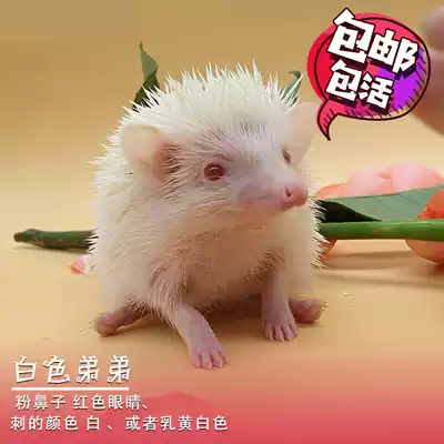 African mini hedgehog living things to send cages pet living things small good dormitory hedgehog living things have been vaccinated