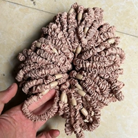 Около 100 улыбающихся верблюжьих кругов тонкой кишки