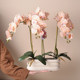 Nordic ງ່າຍດາຍ Phalaenopsis flowerpot ceramic ທໍາມະດາທີ່ມີຖາດ succulent pothos ຫ້ອງການມີຮູຮູບໄຂ່ຂະຫນາດໃຫຍ່