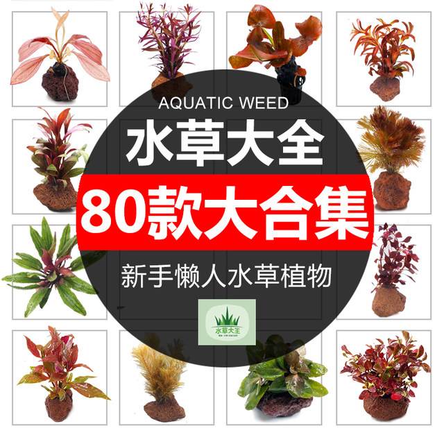 水草包邮懒人水草水榕水草种子水榕沉木水草活体鱼缸装饰植物