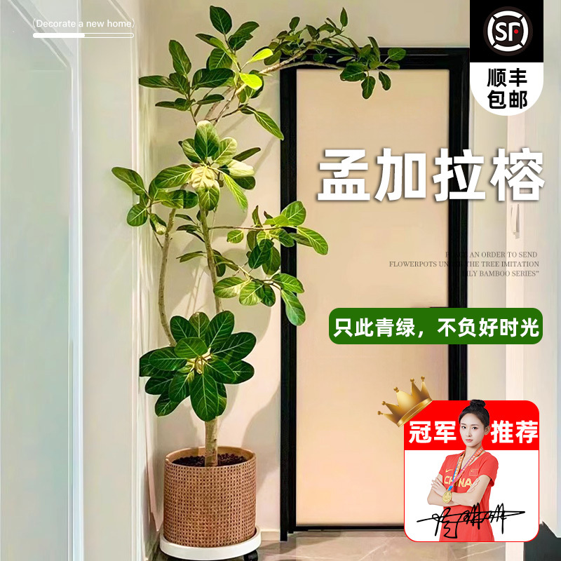 Trendy Bengal Banyan Potted Plant, Large Green Plant, Golden Banyan, High Mountain Banyan Tree, Indoor Living Room Rubber Bread Tree, Floor-Standing