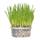 Кошка и трава семена кошка мяты кошачьи закуски кошки идут мао -шарик кот Cao Catal Cream Big Wicker