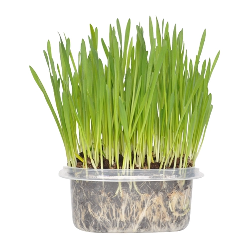 Кошка и трава семена кошка мяты кошачьи закуски кошки идут мао -шарик кот Cao Catal Cream Big Wicker