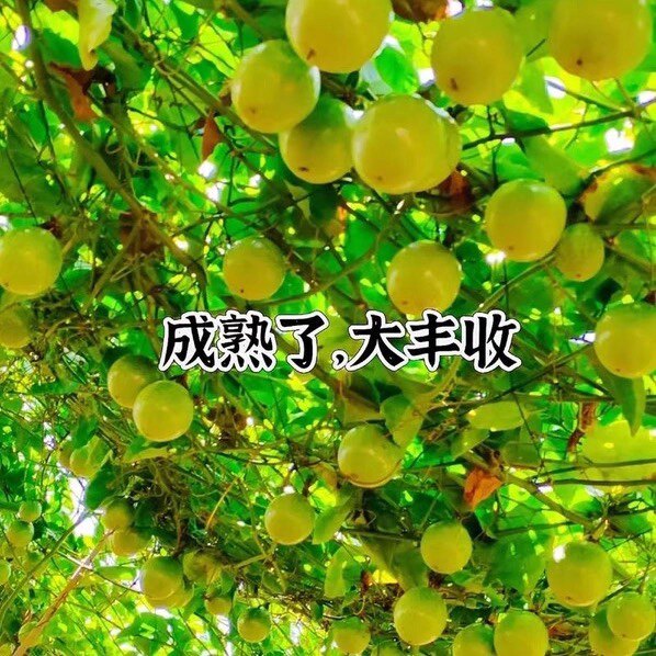 广西钦南铭桐果苗培育基地