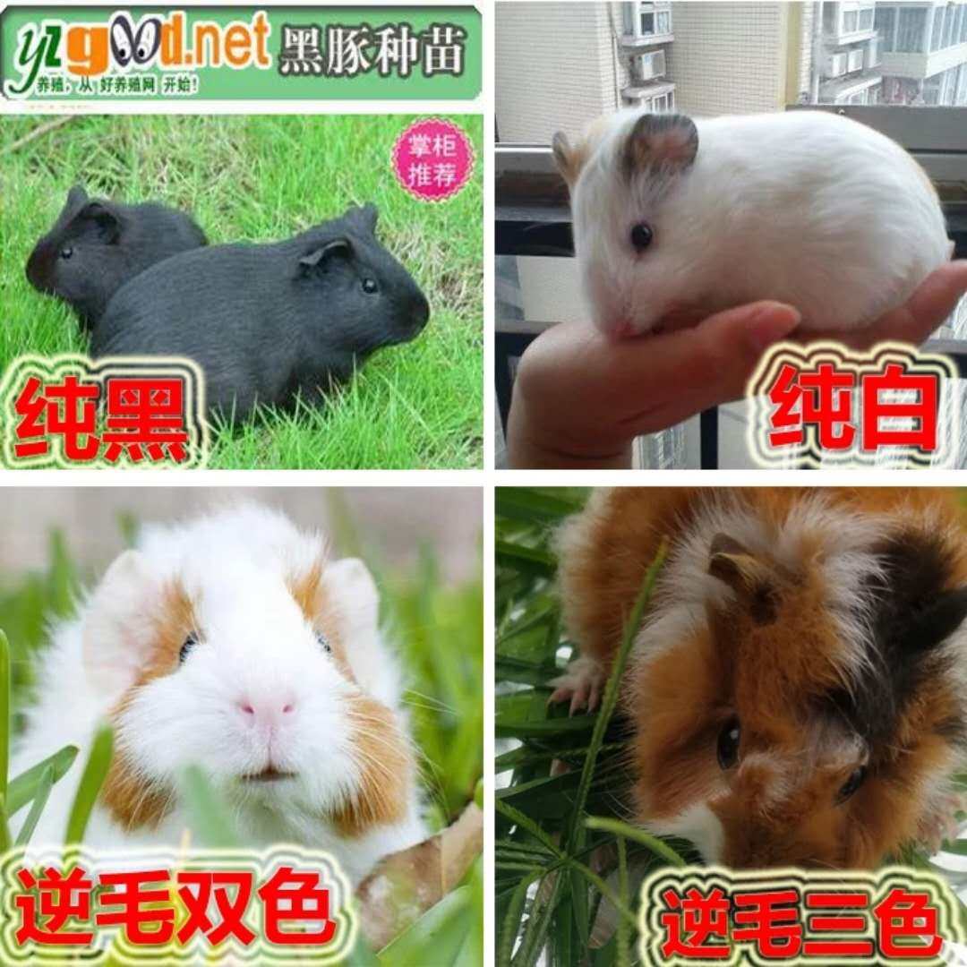 荷兰猪多少钱一只？新手养豚鼠必看选购指南-豚鼠-淘宝百科网