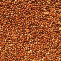 Red Millet Dove Grain Tiger Leather Peony Hyun Phoenix Bird Food Feed Parrot Nutritious Grain Barn 50 catty 