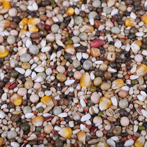 One Pinchum A class has corn dove grain nutrition pigeon grain 50 catty of Jiang Zhejiang and Anhui