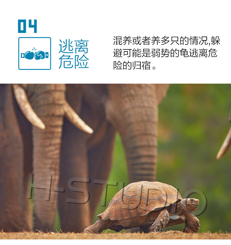 Аксессуары для рептилии 包邮 爬宠陆龟加湿大号/小号爬箱躲避洞 爬虫保湿预防隆背 送瓷盆 H/STUDIO