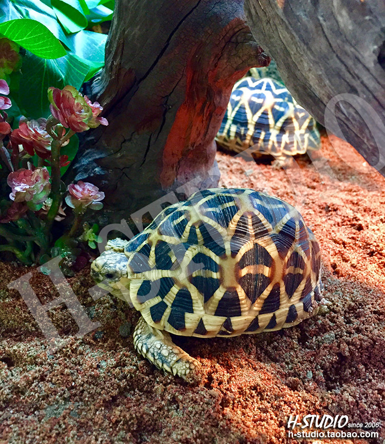 Аксессуары для рептилии 包邮 原色砂石 原生态陆龟箱鬃狮王者垫材 粪便易清理 4kg H/STUDIO