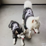 Собачья одежда средней большой собаки с четырьмя легливыми большими собаками Самоя Аляска Пограничная пружина плюс бархатная хлопчатобумажная куртка