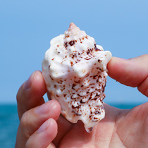 Phoenix faucet snail natural shell conch handmade fish tank aquarium landscape Mediterranean decoration creative micro landscape