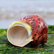  Ancient snail cats eye Rong snail natural shell sea snail fish tank landscaping home decoration shellfish hermit crab