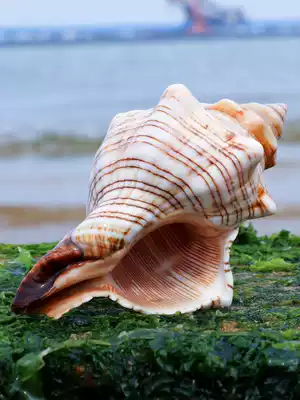 Red snail natural shell conch shell creative diy fleshy pot fish tank landscape aquarium Mediterranean decoration