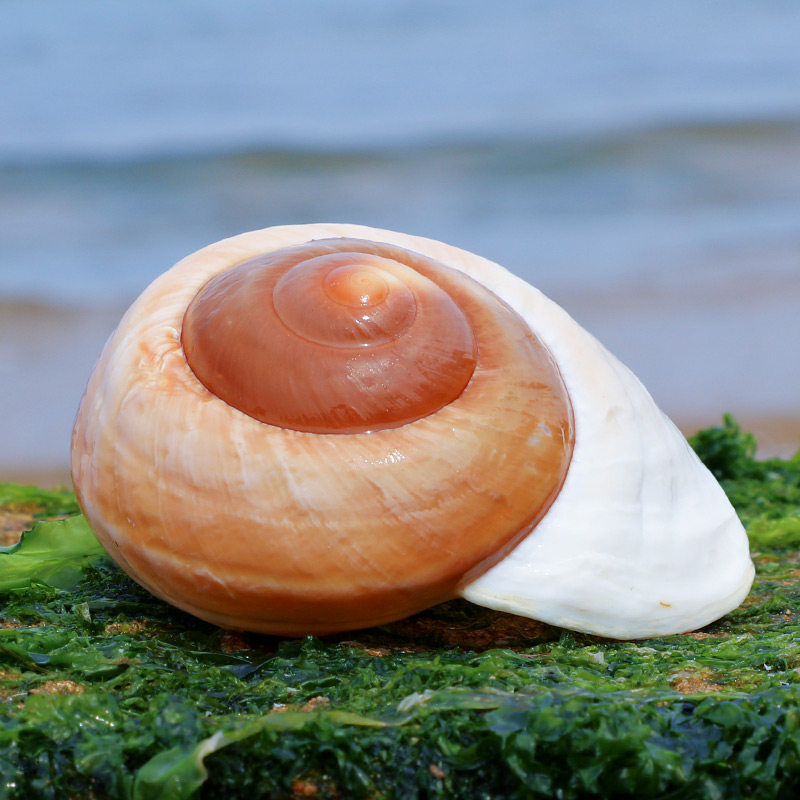 Bread snail natural shell conch fish tank landscaping aquarium decoration hermit crab roll shellfish shell change meaty flower pot