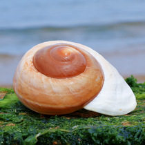 Bread snail natural shell conch fish tank landscaping aquarium decoration hermit crab scallop fish for Shell fleshy flower pot