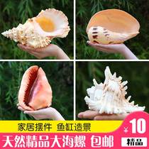  Natural super special sea snail shell shell coral ornaments Fish tank landscaping home living room decoration Four famous snail collections