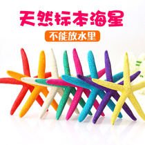 Natural five-finger starfish popular science specimens Mediterranean ornaments wedding platform shooting props home marine decorations