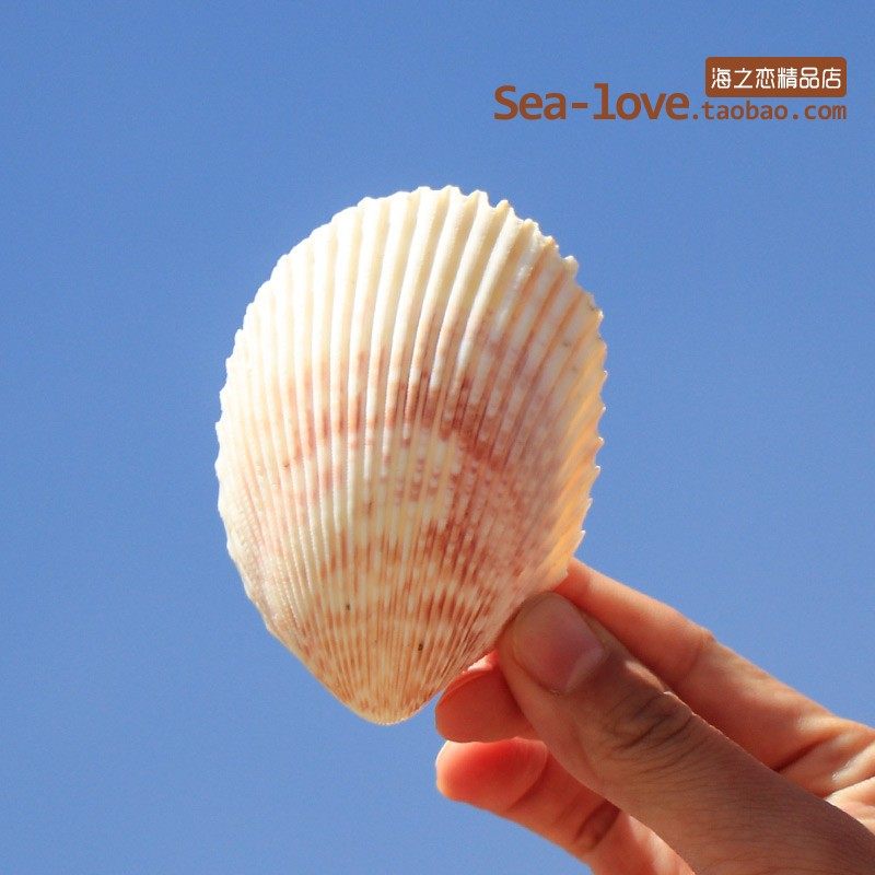 Bird tail clam natural shell decoration creative DIY drift bottle material fish tank landscaping home Mediterranean decoration