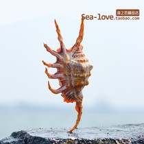 Natural shell conch scorpion snail fish tank landscape ornaments Mediterranean micro landscape shooting props platform ornaments