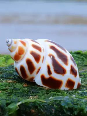 Dongfeng snail shell natural shell conch fish tank landscape aquarium decoration roll shellfish hermit crab shell