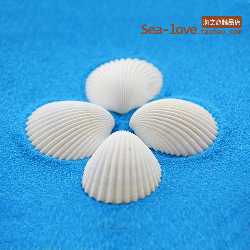 White coconut shell natural white shell conch handmade diy fish tank landscaping aquarium decoration drift bottle material
