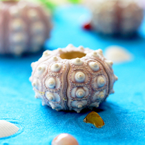  Natural sea urchin core shell conch creative diy Mediterranean Nordic decorative floor air pineapple fleshy flower pot