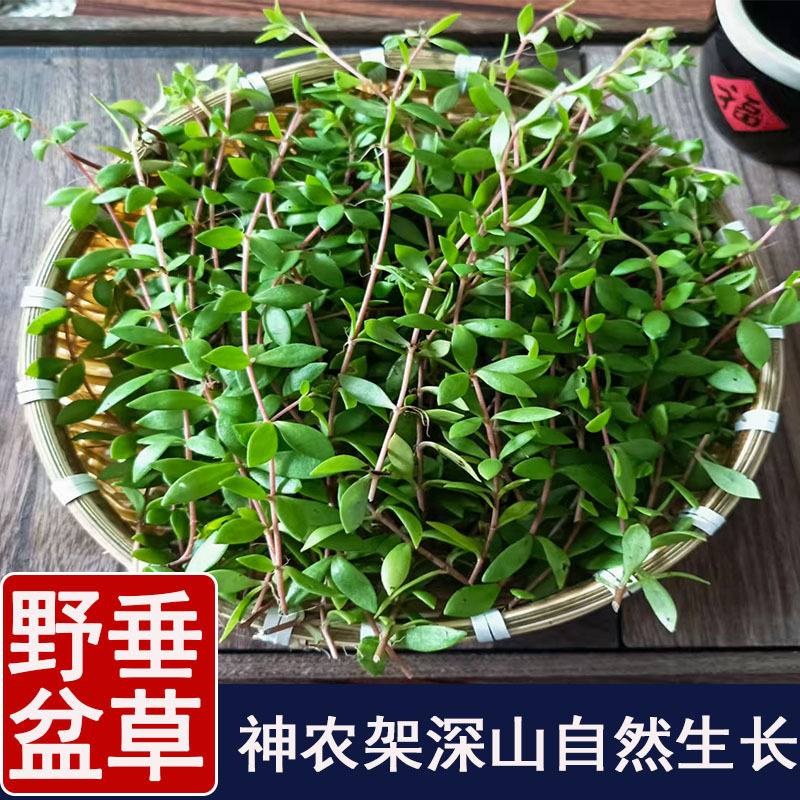 Wild Hanging Pot Grass, a Traditional Chinese Medicinal Herb, Freshly Picked from the Deep Mountains of Shennongjia, Is a Pure and Natural Edible Product That Can Be Used as a Liver-Nourishing and Liver-Protecting Tea to Clear Away Heat Wild Hanging Pot Grass, a Traditional Chinese Medicinal Herb, Freshly Picked from the Deep Mountains of Shennongjia, Is a Pure and Natural Edible Product That Can Be Used as a Liver-Nourishing and Liver-Protecting Tea to Clear Away Heat
