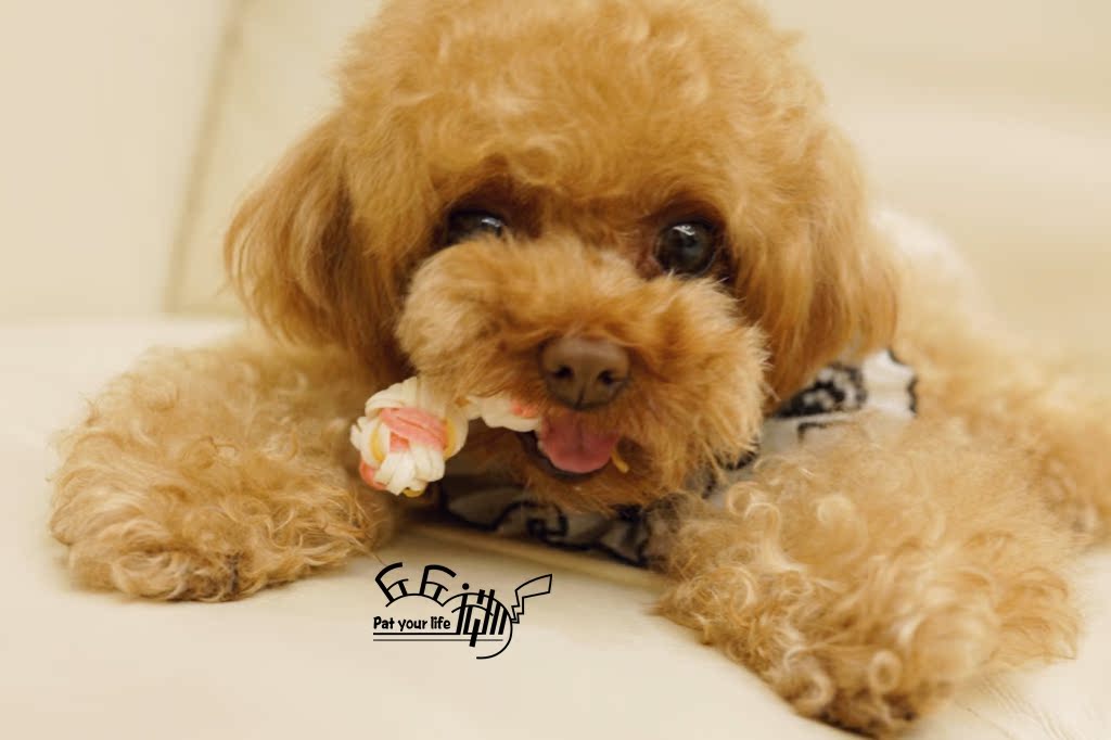 Qiuqiu pet-mindup dog mouth nhạc twist răng snack dog mol mol răng hàm răng chống tính toán thức ăn bổ máu cho chó