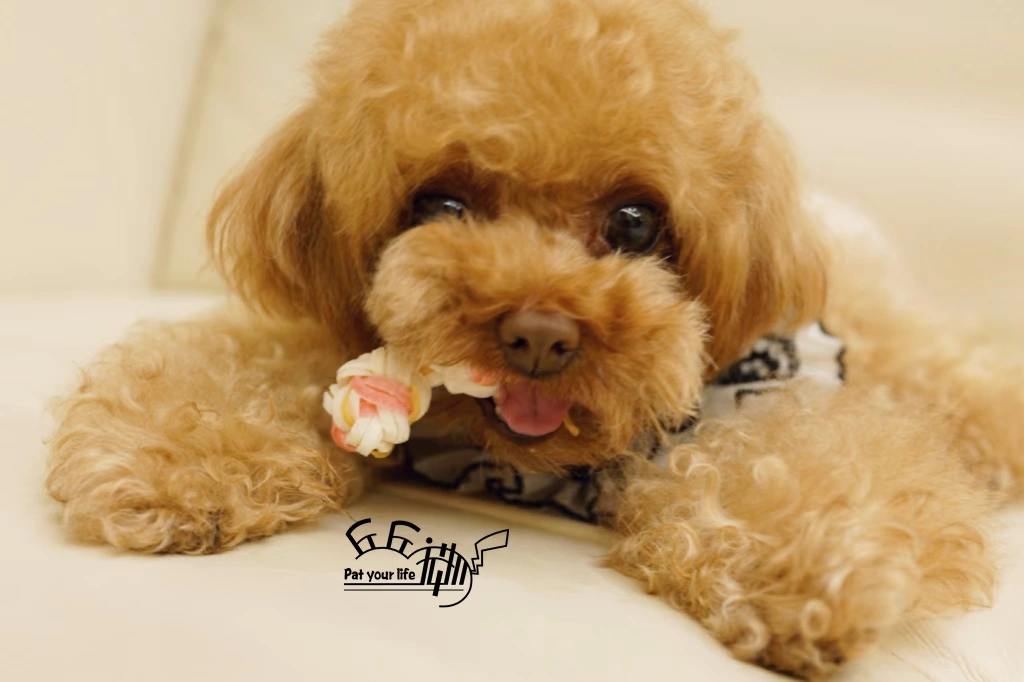 Qiuqiu pet-mindup dog mouth nhạc twist răng snack dog mol mol răng hàm răng chống tính toán