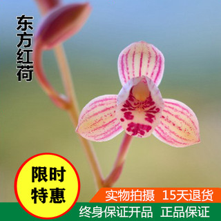 Orchid seedlings scented orchid flower four seasons green plant Jianlan potted four seasons fragrant precious orchid good care