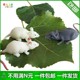 Soft rubber simulation mouse to play with cat pet horror spoof scary toy snake black spider white mouse animal model