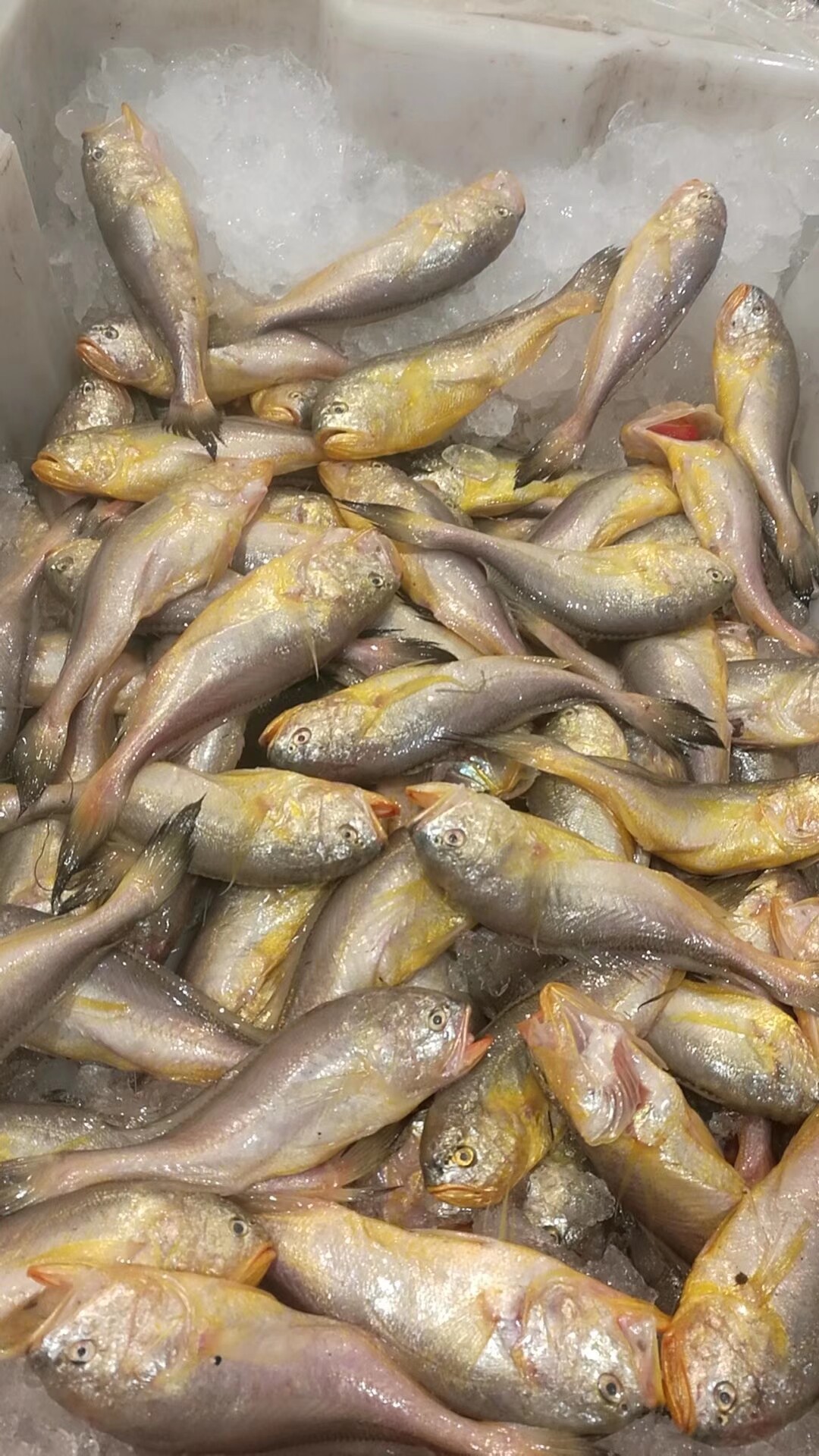 🔥海洋小奇缘:揭秘梅童鱼的秘密,你真的了解它们吗?!-生活-淘宝百科网