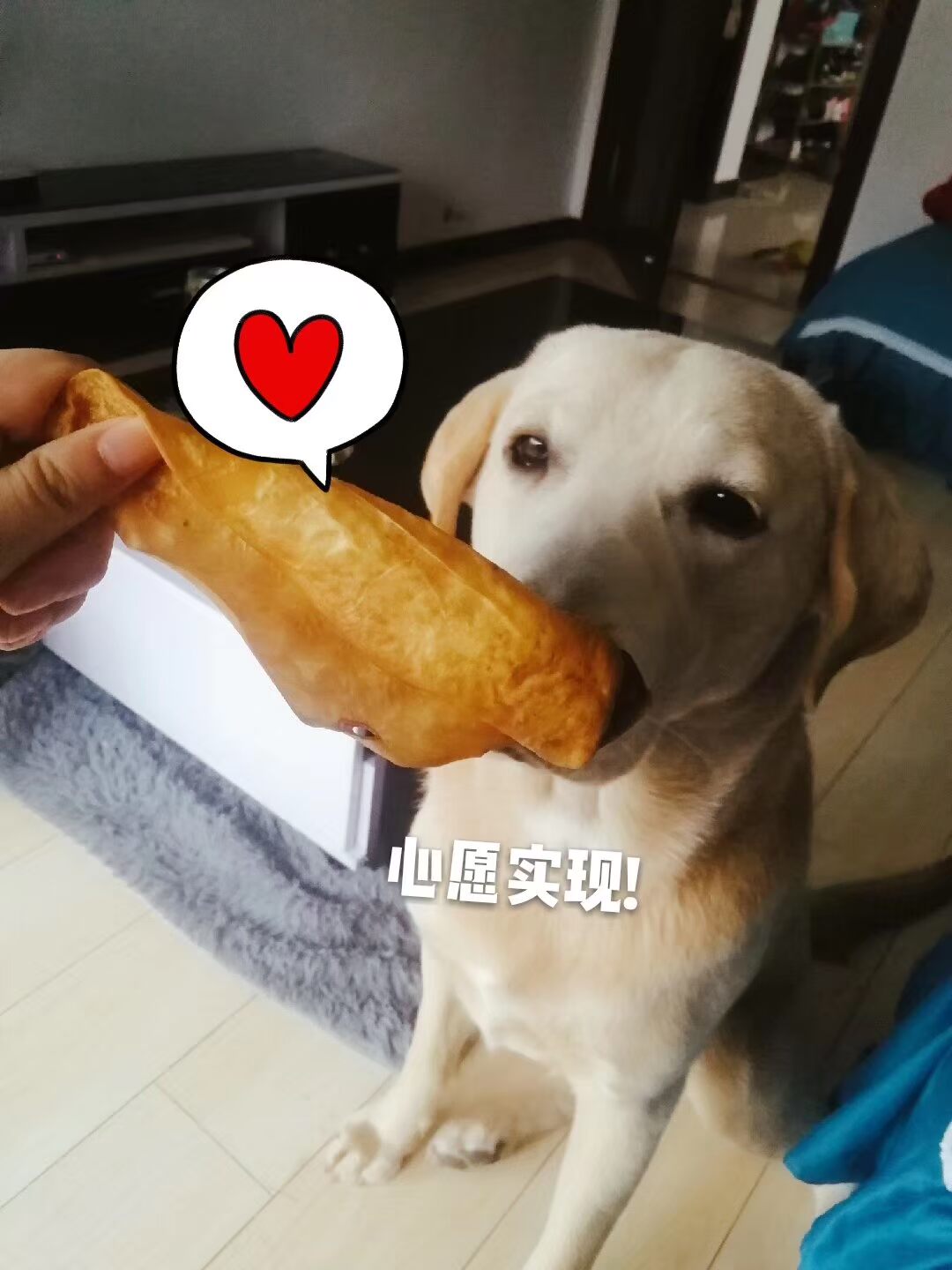 Răng hàm chó, răng sạch, tai chống cắn, lông vàng, samoko, chó cưng, đồ ăn nhẹ, sụn gia súc, túi lớn giòn - Đồ ăn vặt cho chó hạt anf