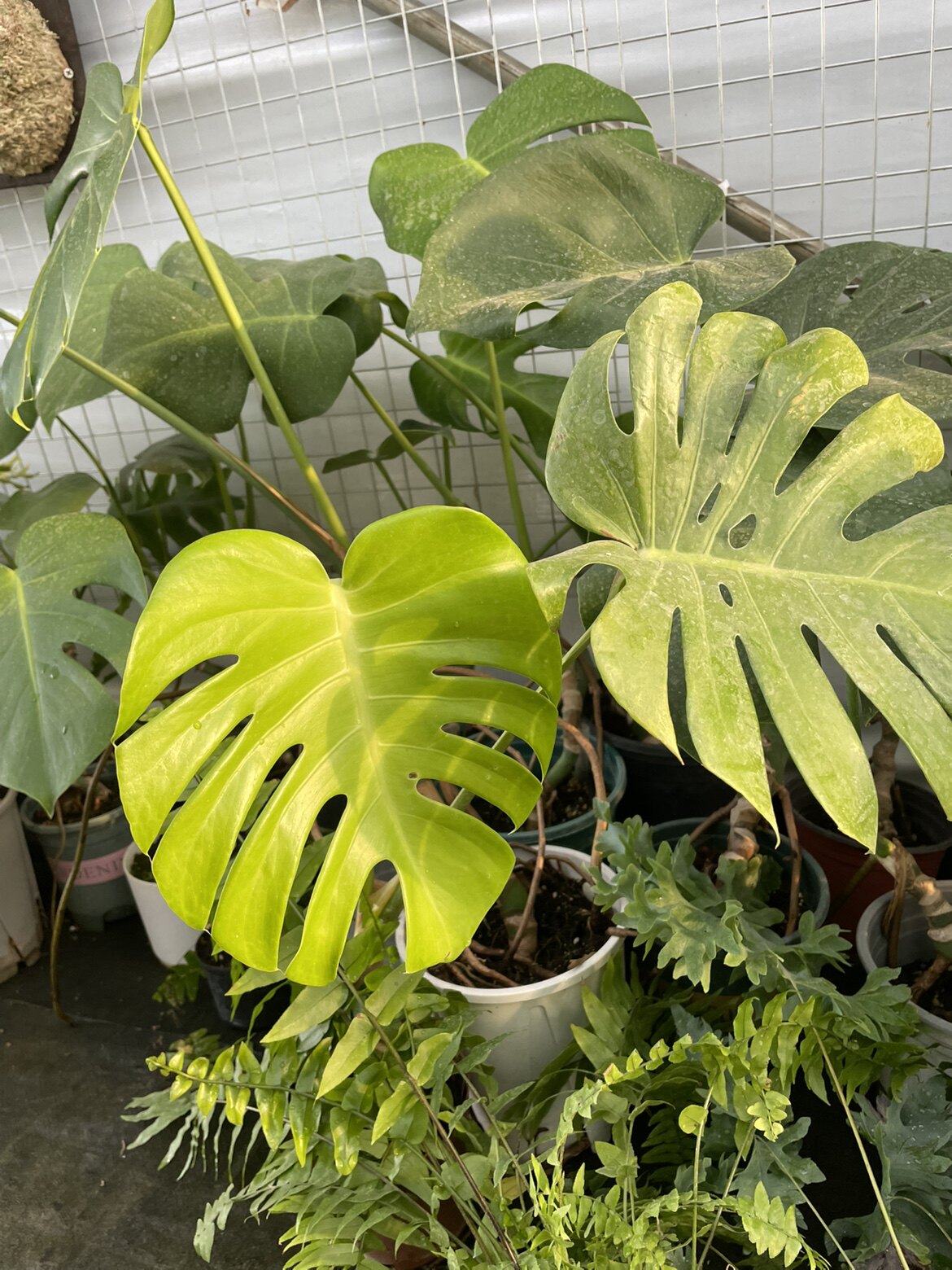 植物的营养