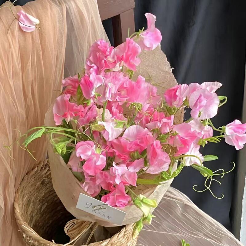 Pink Pea Flowers, Fresh Cut Flowers for Water Cultivation, with an Elegant Butterfly-Like Shape, Direct Delivery from Yunnan Base, Fresh and Free Shipping Pink Pea Flowers, Fresh Cut Flowers for Water Cultivation, with an Elegant Butterfly-Like Shape, Direct Delivery from Yunnan Base, Fresh and Free Shipping