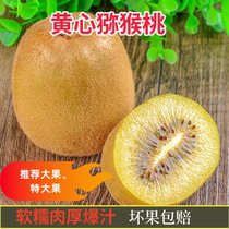 Sichuan Yellow Heart Macaque Yellow Gold Should Season Fresh Fruit When Season Pregnant Woman Chieca Nuts