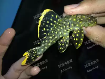 南美异型鱼异形鱼热带鱼l177皇后黄珍珠宽边大点阿童木