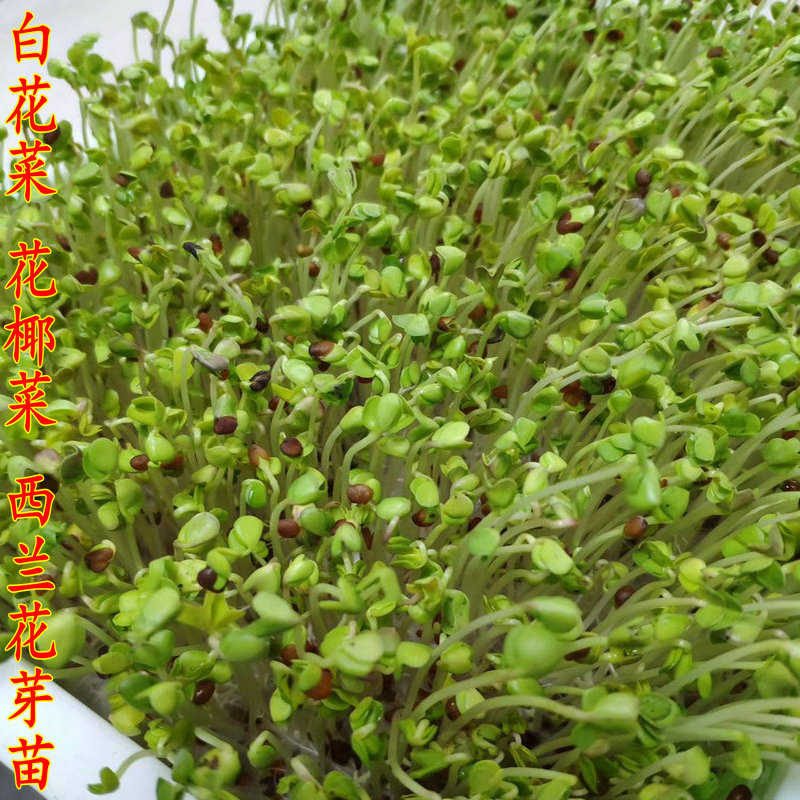 白花椰菜青花椰苗种子西兰花种子蔬菜芽苗精力汤食材买6送1 白花椰菜青花椰苗种子西兰花种子蔬菜芽苗精力汤食材买6送1
