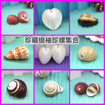 Natural conch shell coral 1-6cm chicken heart clam Strawberry Bell snail snail snail snail snail snail