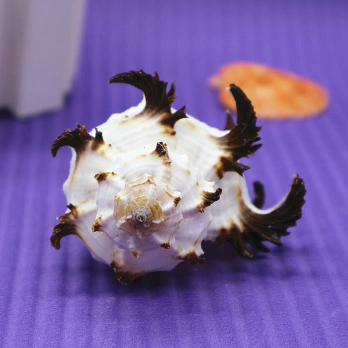 Natural conch shell lettuce bone snail 7-11cm black thousand hand bone black thorn snail fish tank home decoration collection gift