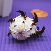 Natural conch shell lettuce bone snail 7-11cm black thousand hand bone black snail fish tank home decoration collection gift