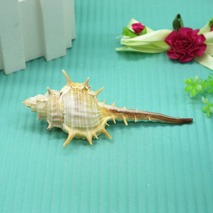 Natural Sea Snail Shells 6-10cm Tingle Witch Bone Snail Dragonfish fish tank Decorative Aquarium of the Aquatic Landscape