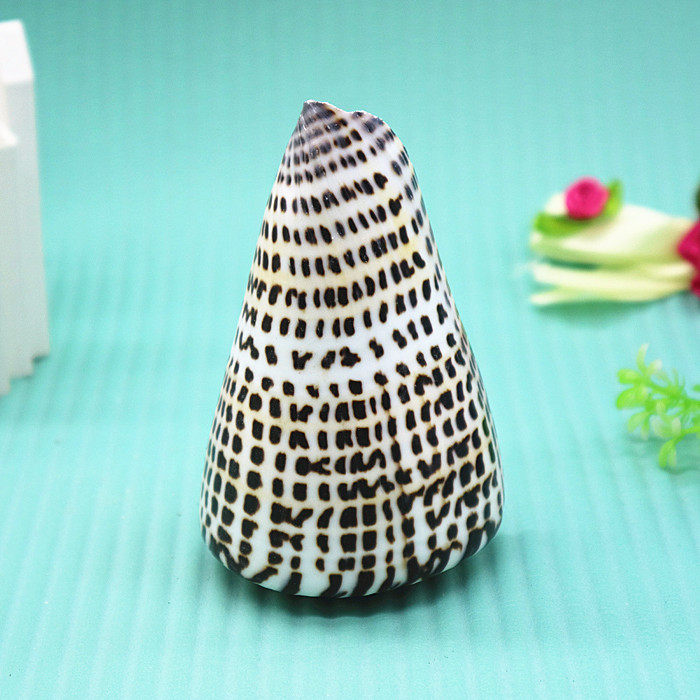 Natural Seasnail Shells 6-13cm Black Corn Snail Black Star Snail Aquarium Fabrication Creative Home Ornament Specimen