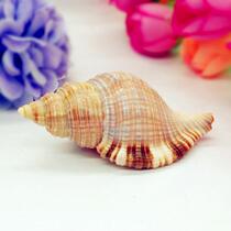 Natural conch shell 6-9cm hair snail fish tank decoration aquarium landscape box creative home accessories