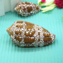 Natural conch shell brocade Taro vase snail fish tank decoration aquarium landscaping creative home accessories