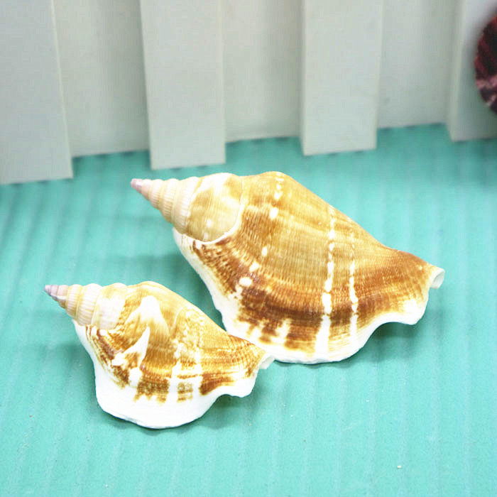 Natural small conch shell 4-7cm white mouth snail home fish tank landscaping decorations ornaments shooting props DIY