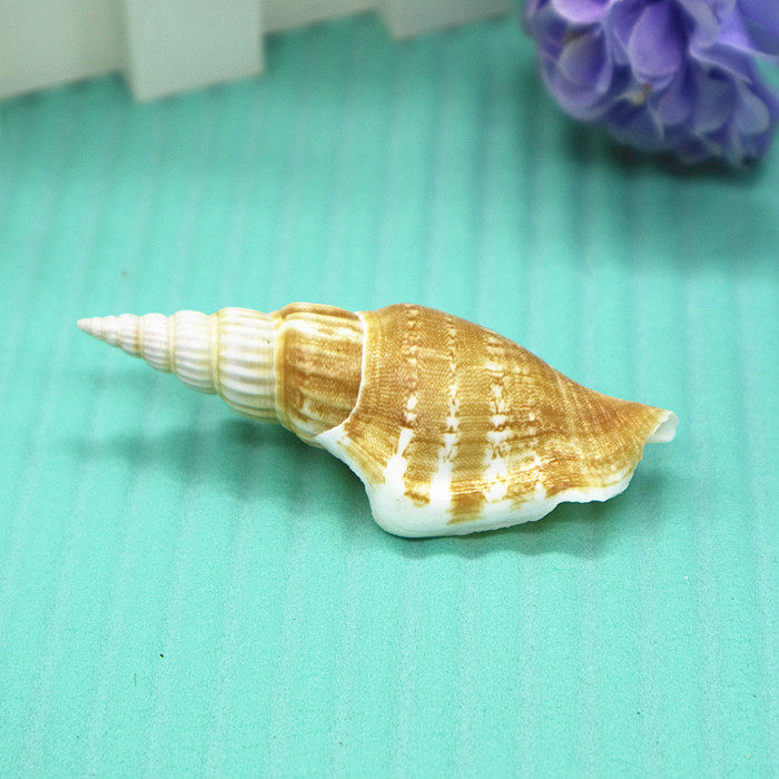 Natural conch shell Golden Axe torch snail Golden Axe fish tank decoration aquarium landscaping creative home accessories