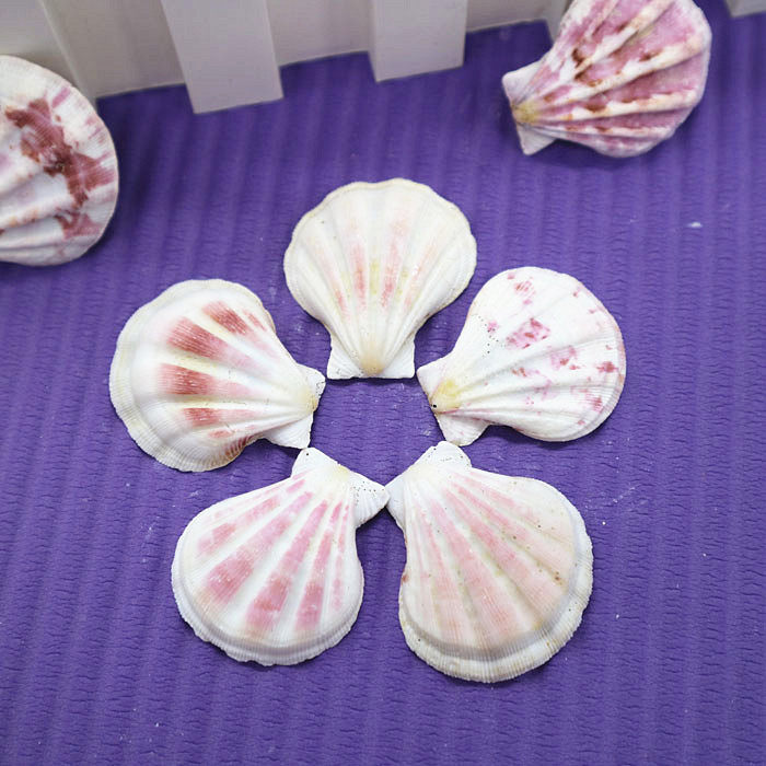 Natural conch shell 4-5cm lion claw shellfish flower scallop fish tank landscaping decoration wall shooting props set DIY